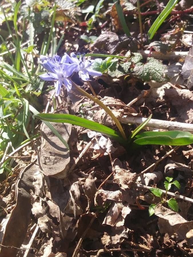 Scilla silvestre 28