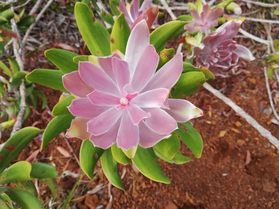 Melaleuca 6