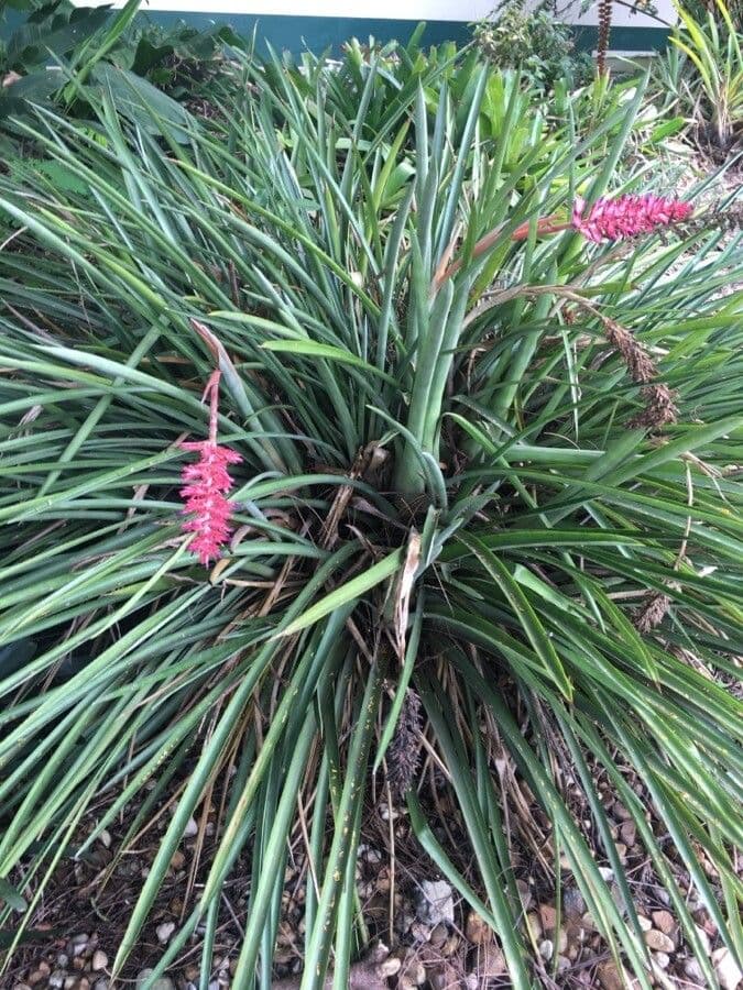 Aechmea 9