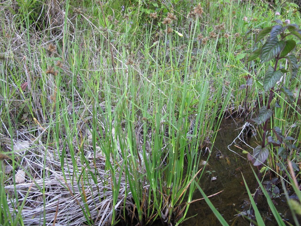 Fuirena pubescens 10