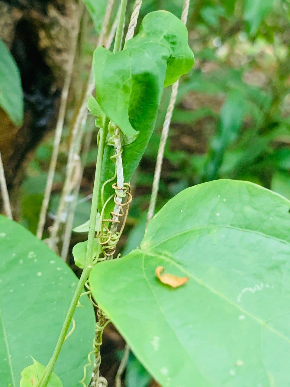 Passiflora 10