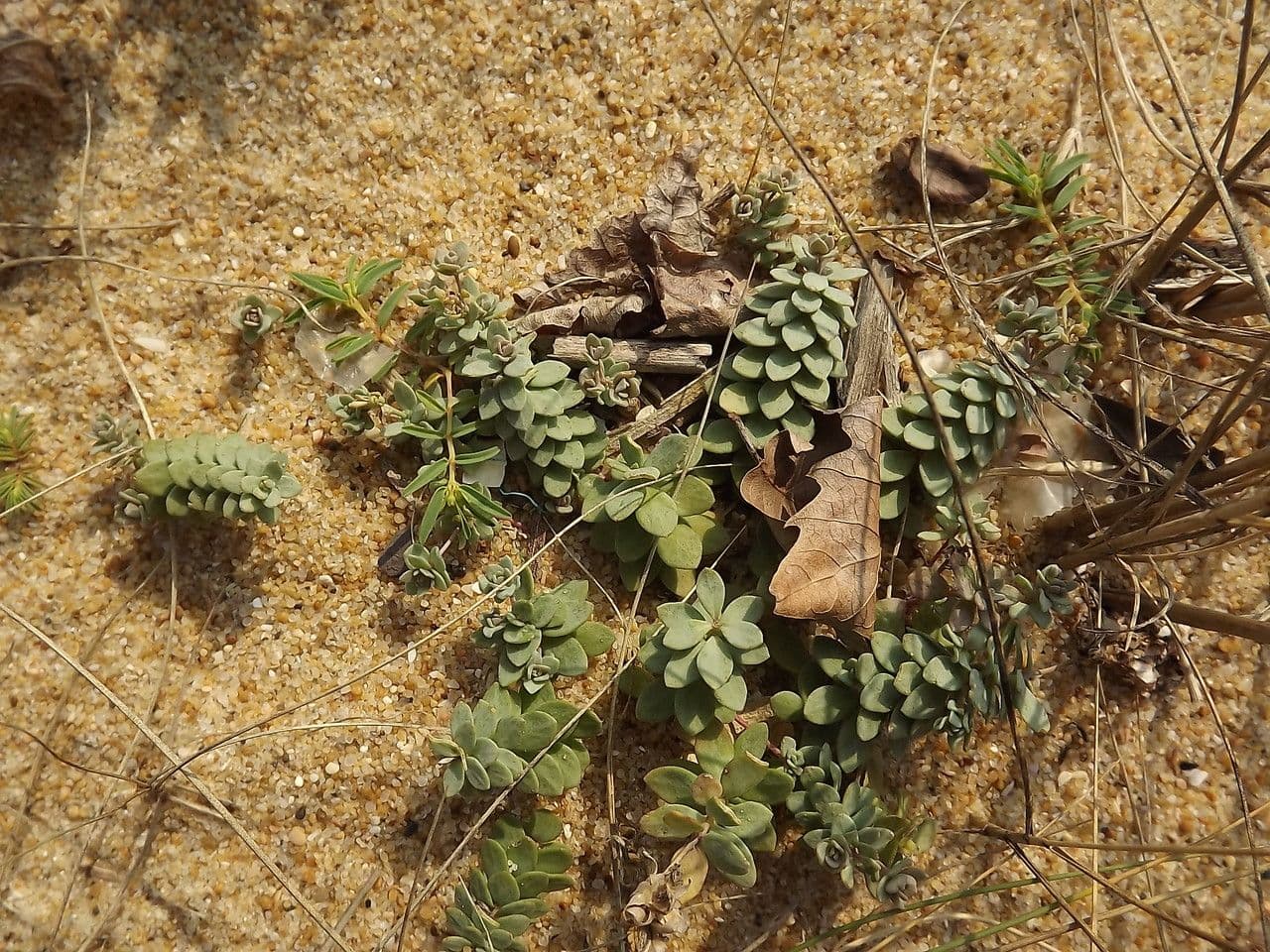 Linaria 16