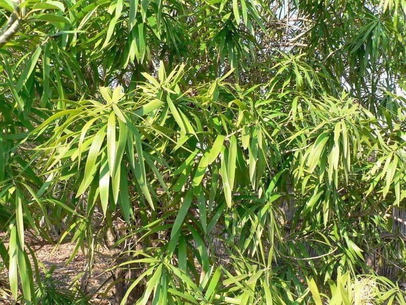 Dracena 9