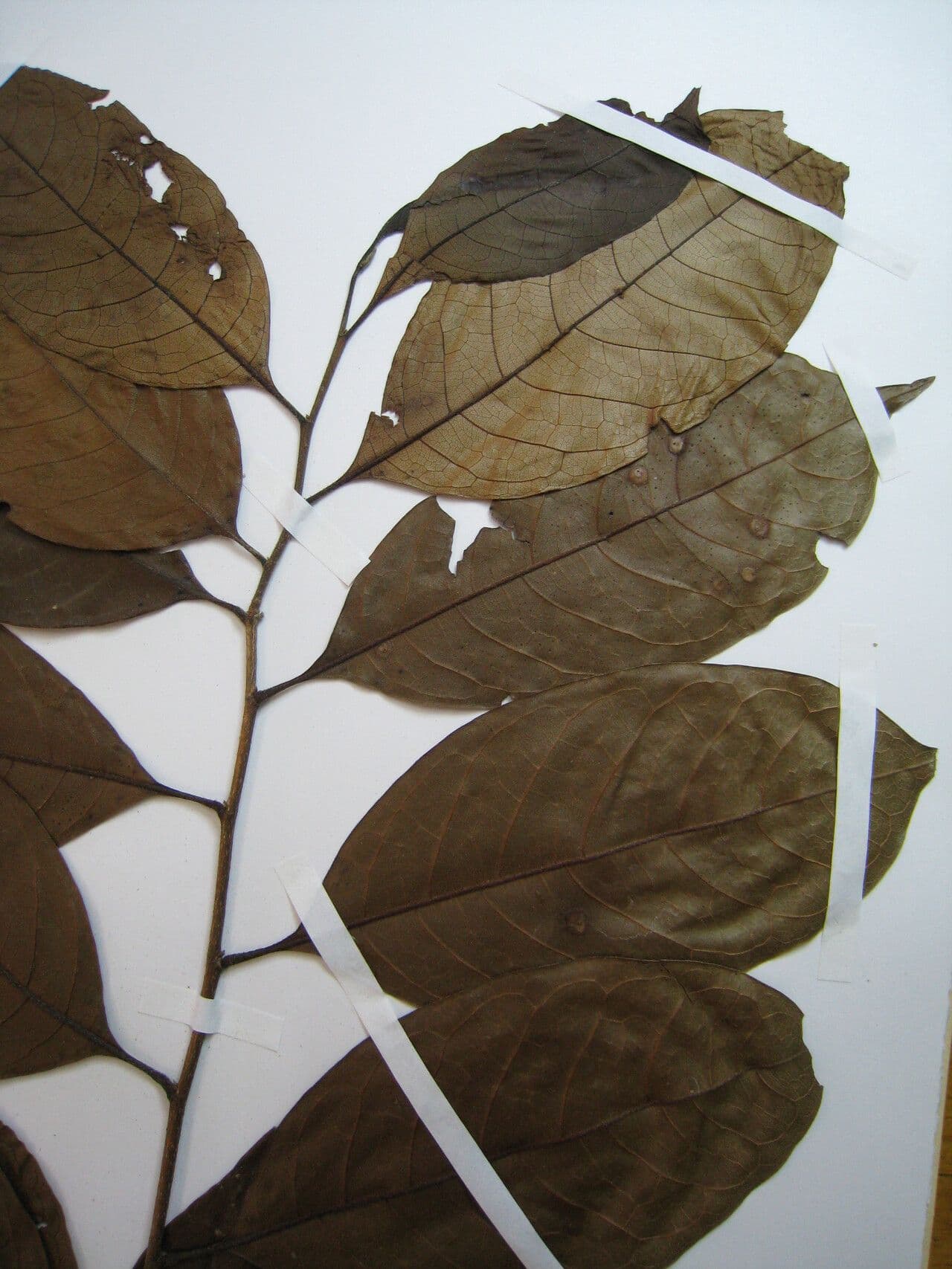 Hirtella 6