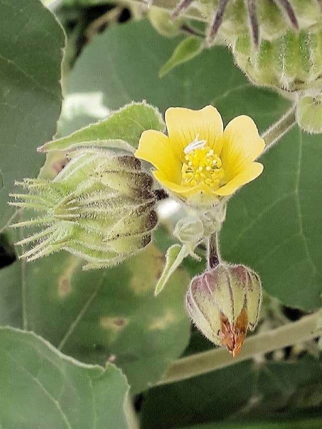 Abutilon di Teofrasto 8