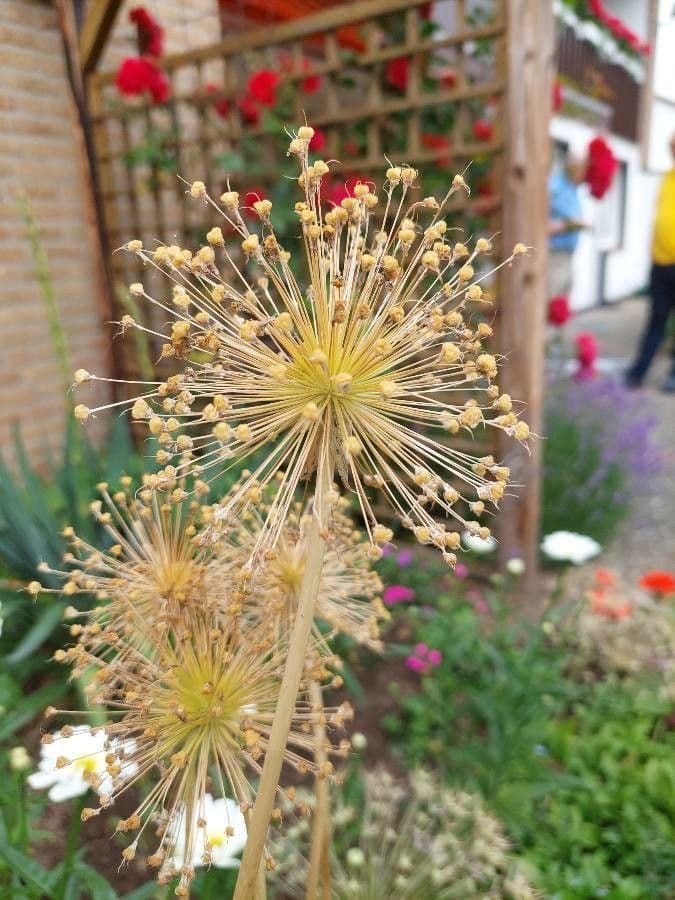 Ail jaune