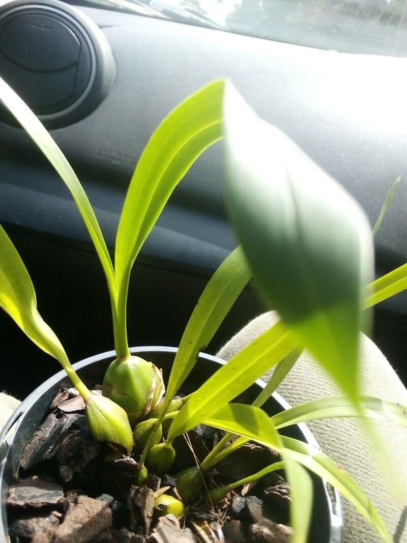Coelogyne 10
