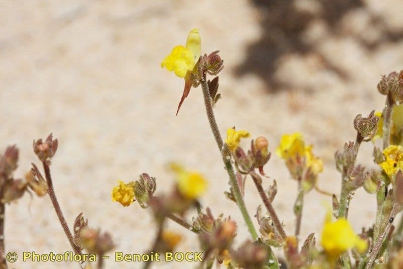 Linaria 13