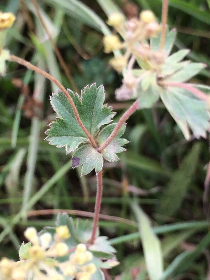 Alchemilla 15
