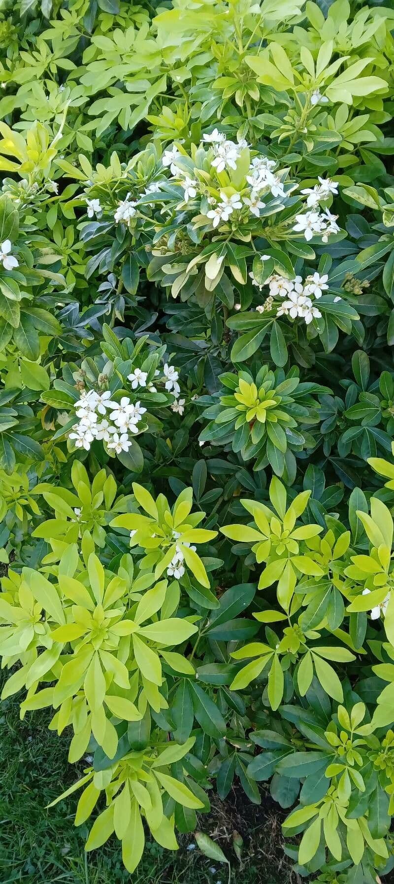 Choisya ternata 14