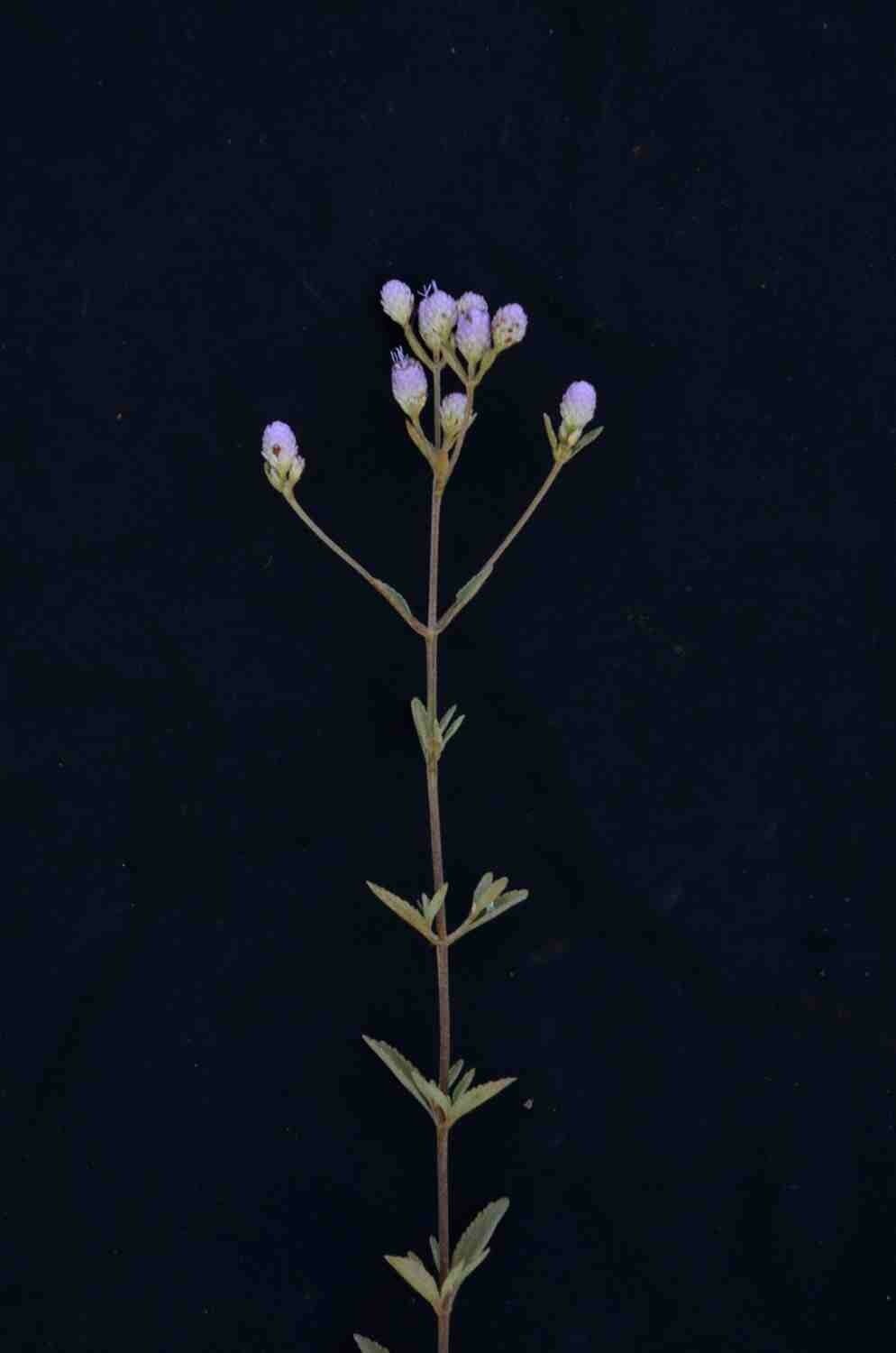 Chromolaena horminoides 8
