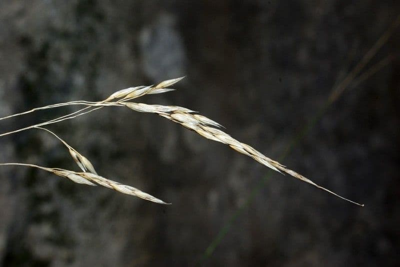 Achnatherum paradoxum 3