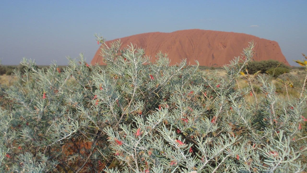 Eremophila latrobei 4