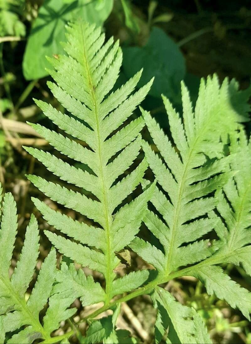 Pteris tremula 10