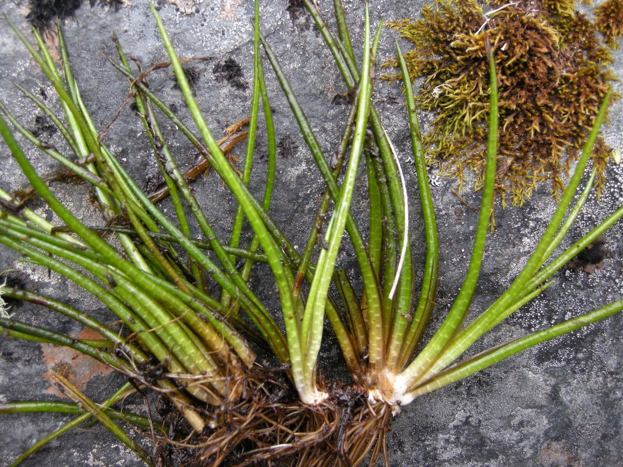 Isoetes 2