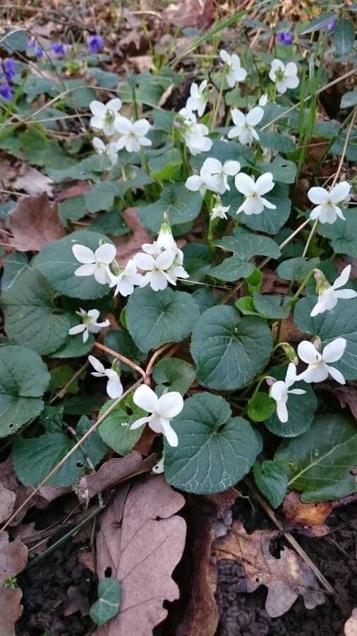 Viola bianca 29