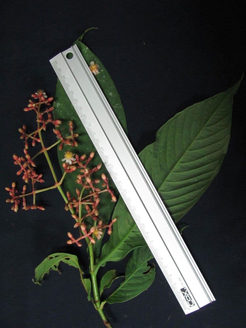 Chrysochlamys 5
