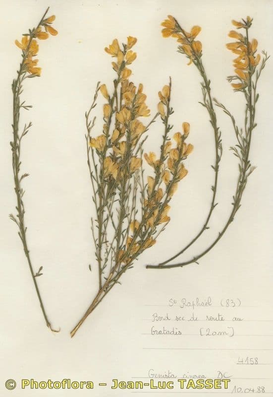 Ginestra cenerina 27