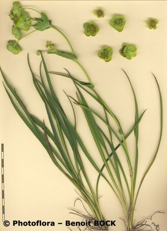 Bupleurum angulosum 22