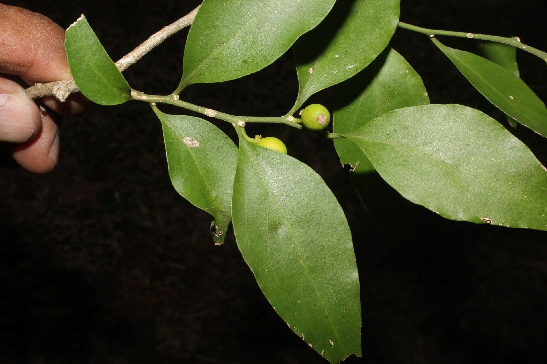Schoepfia 7