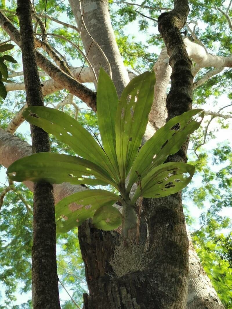 Catasetum 3