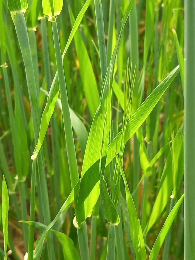 Orzo 16