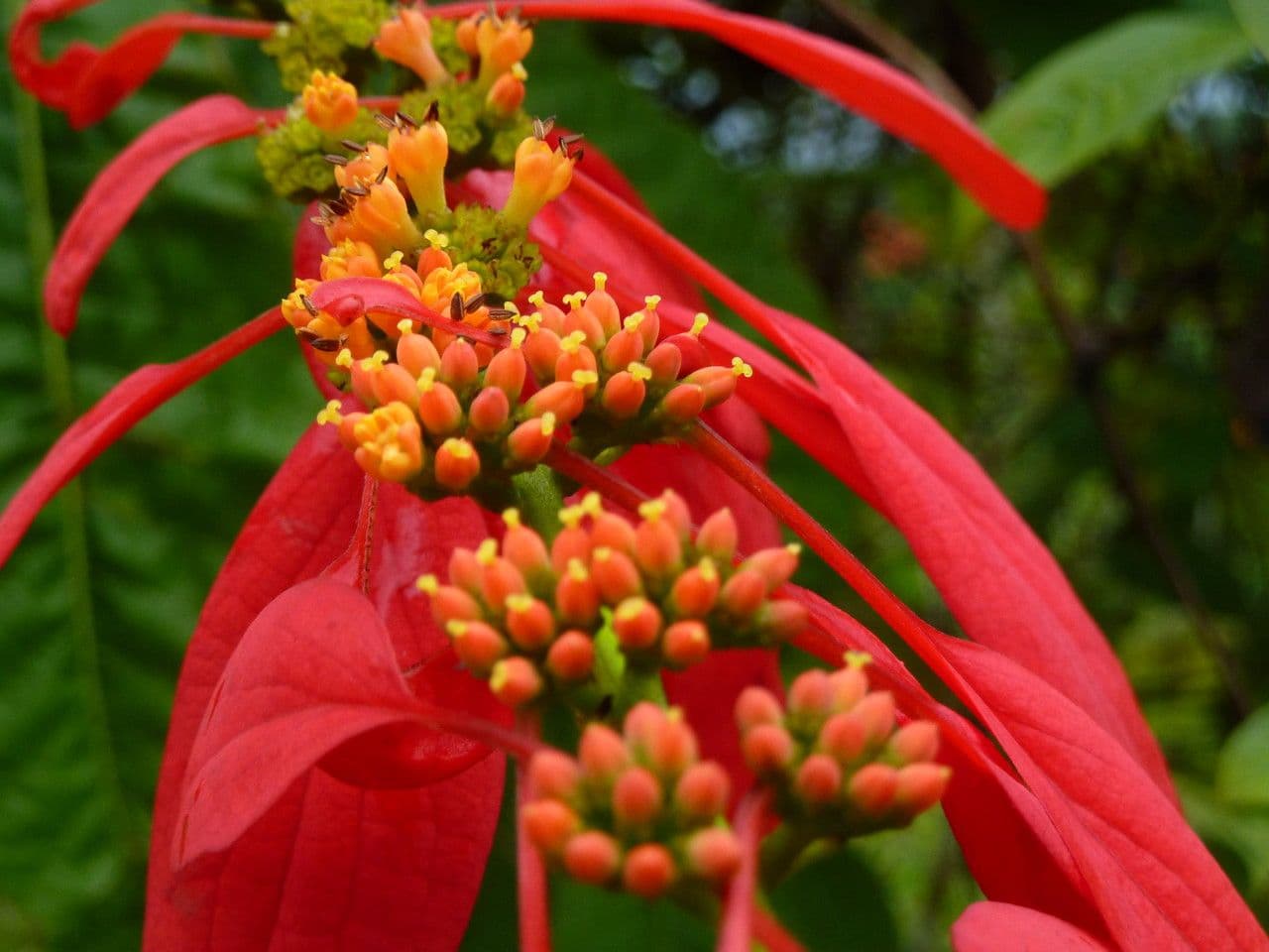 Warszewiczia coccinea 3