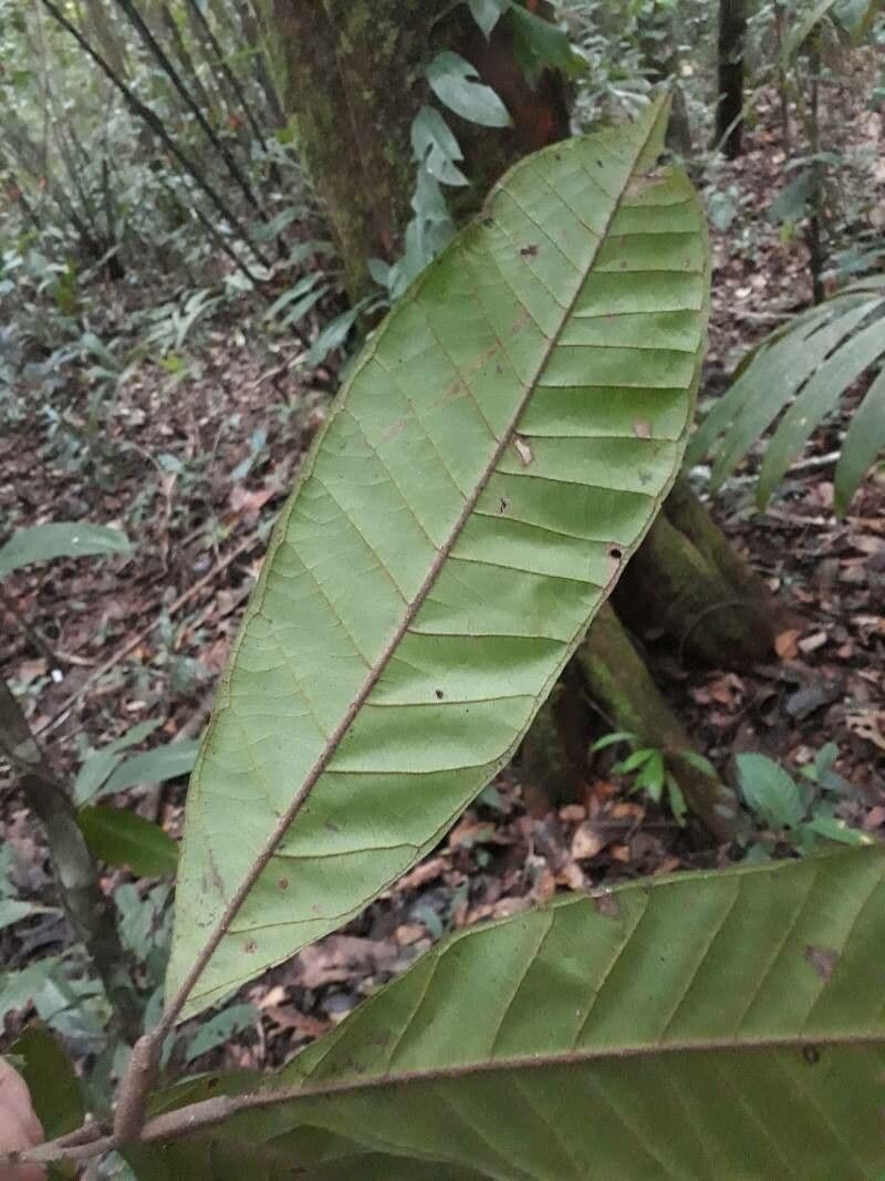 Talisia 2