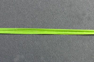 Cárice criptolepis 6