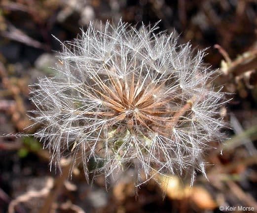 Rafinesquia californica