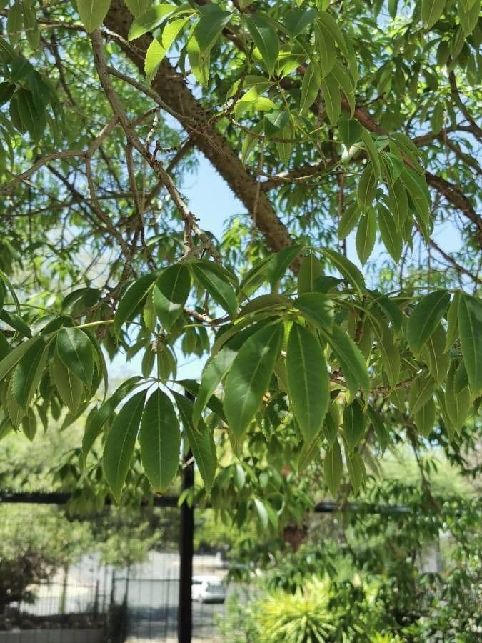 Ceiba speciosa 16