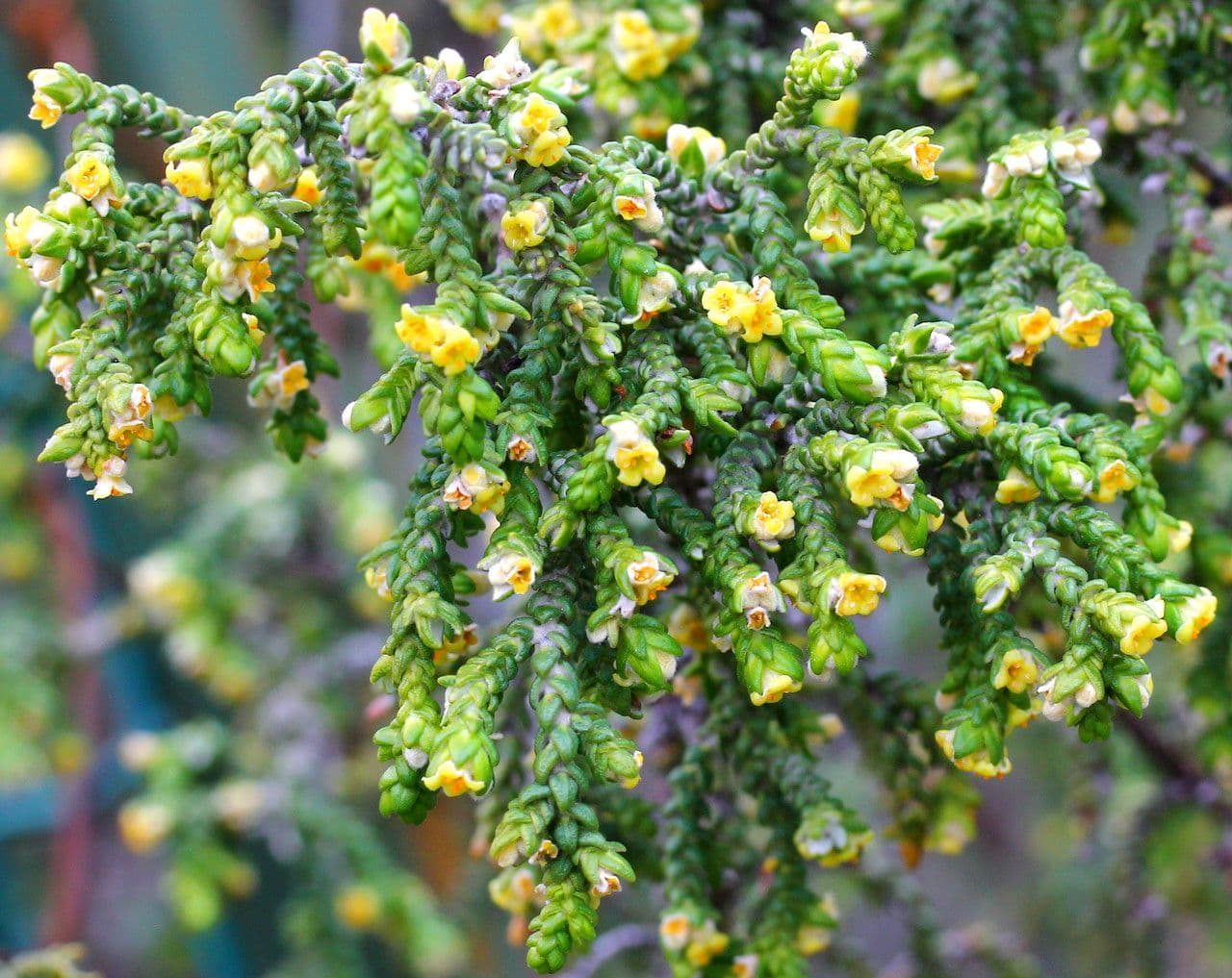 Timelea irsuta 28