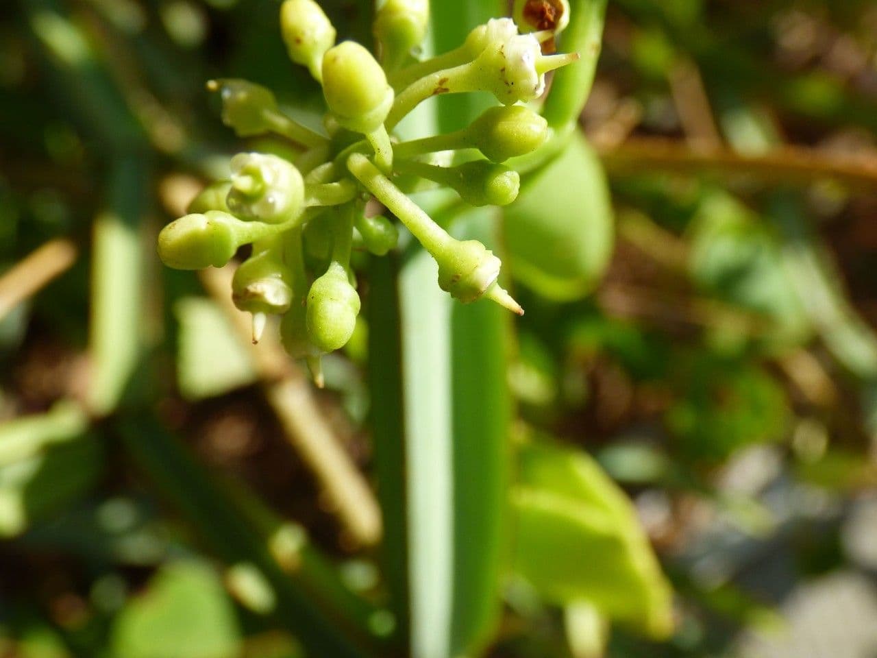 Cissus 5
