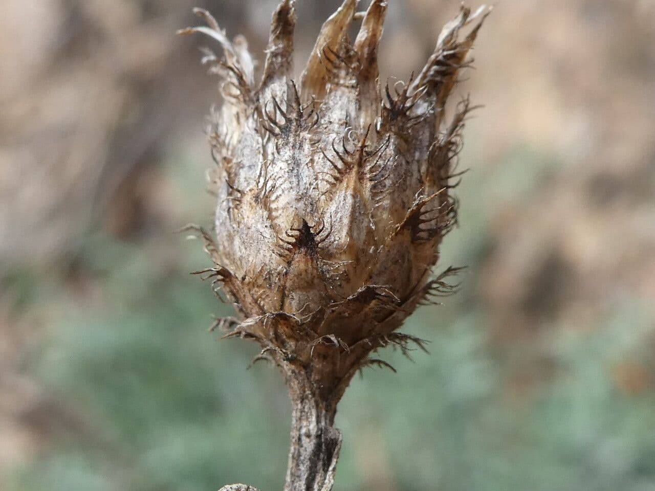 Centaurea collina 29
