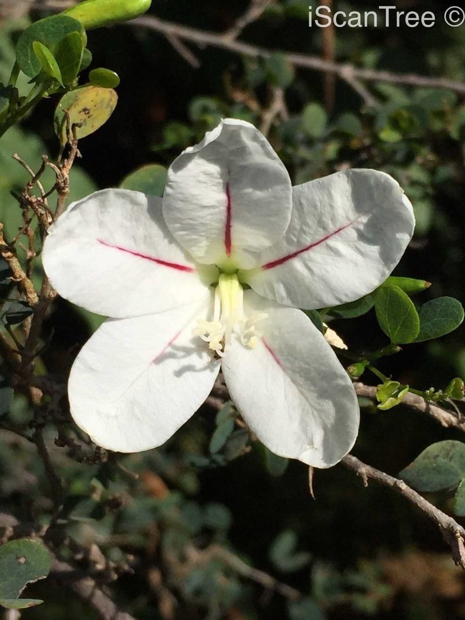 Bauhinia 10
