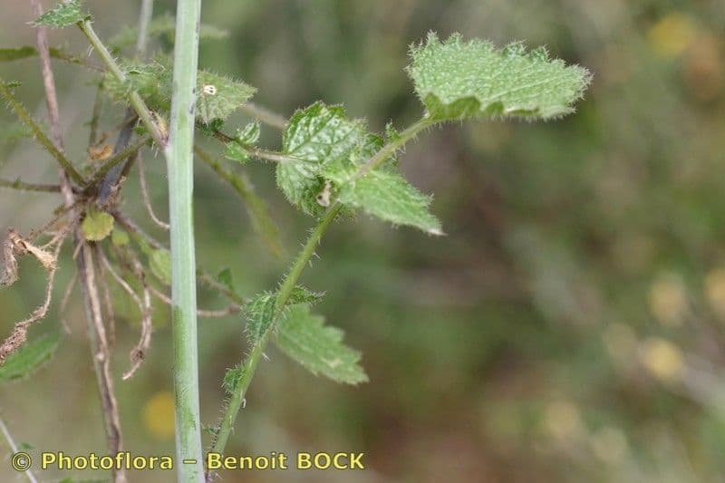 Crambe filiforme 18