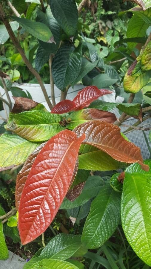 Camelia 20