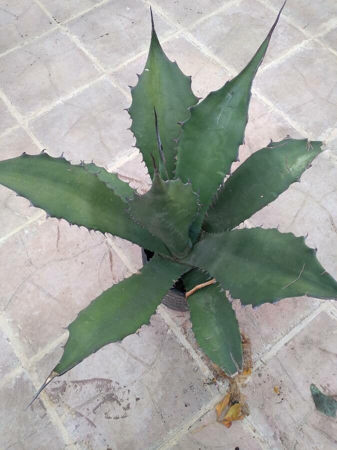 Agave pulquera 3