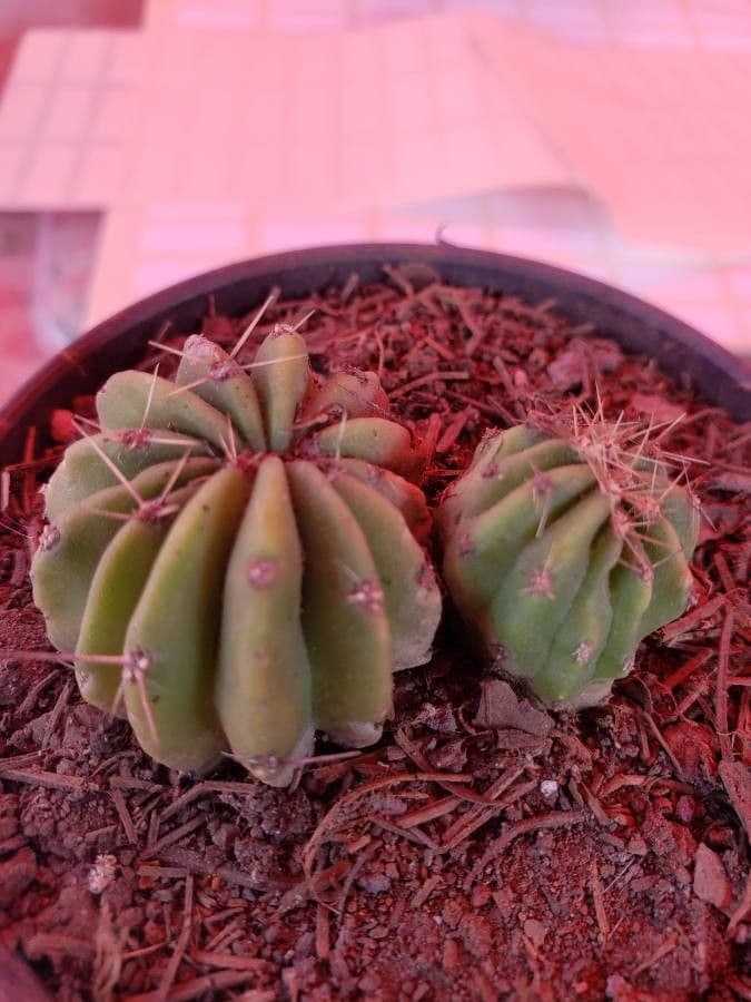 Ferocactus 5