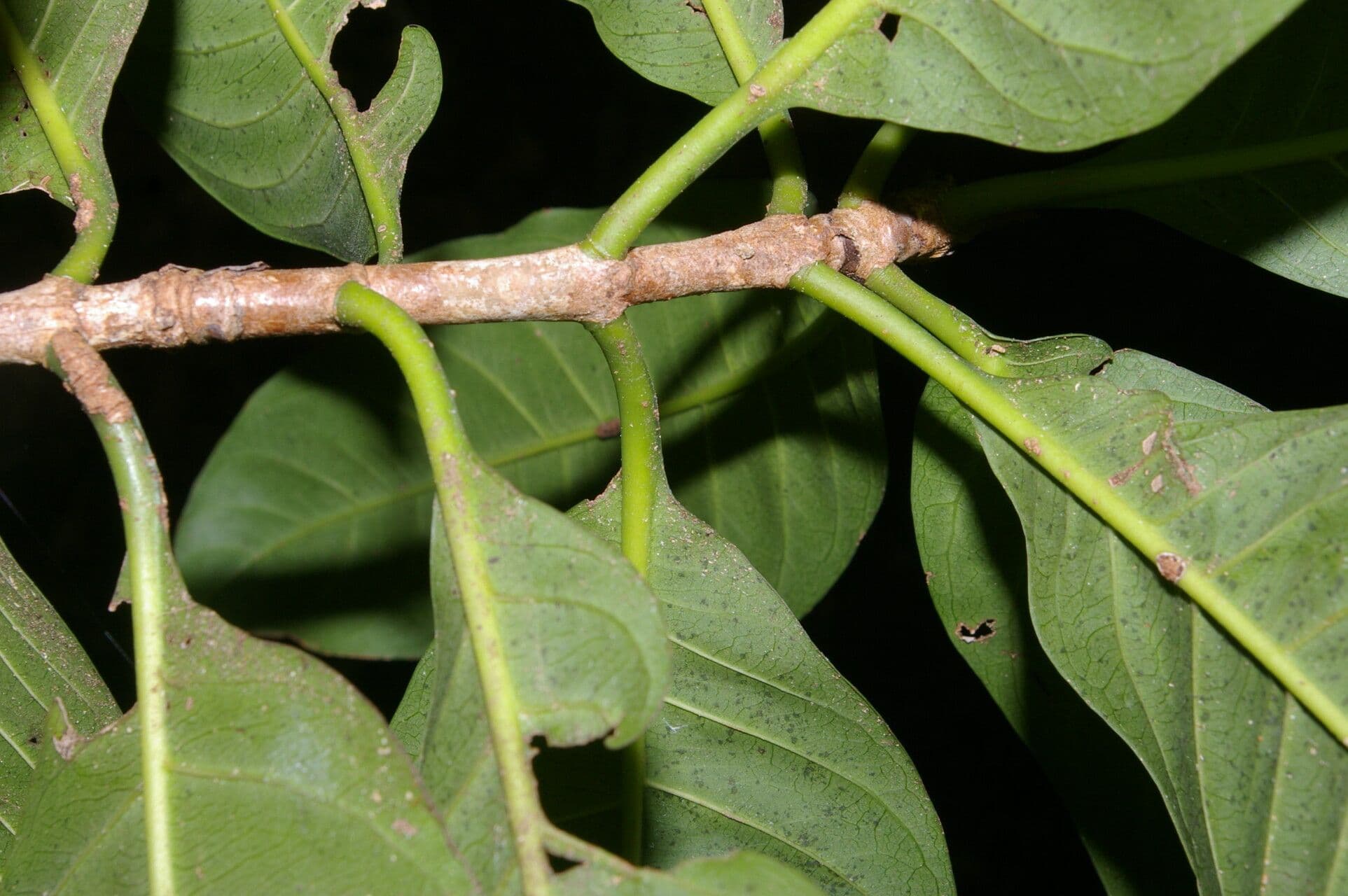Ixora