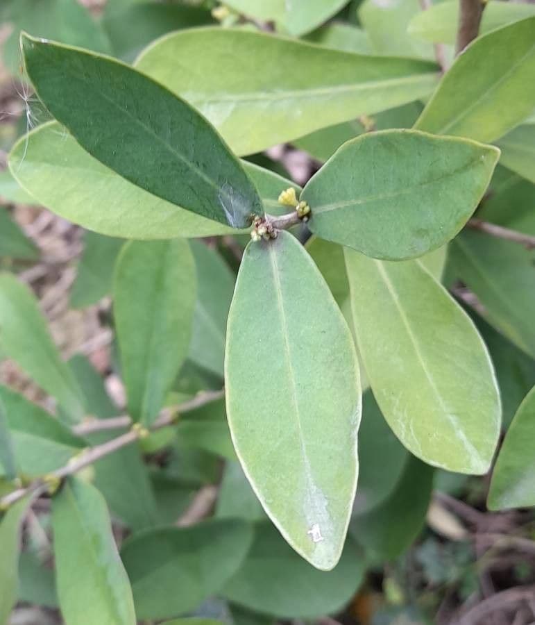 Daphnopsis 8