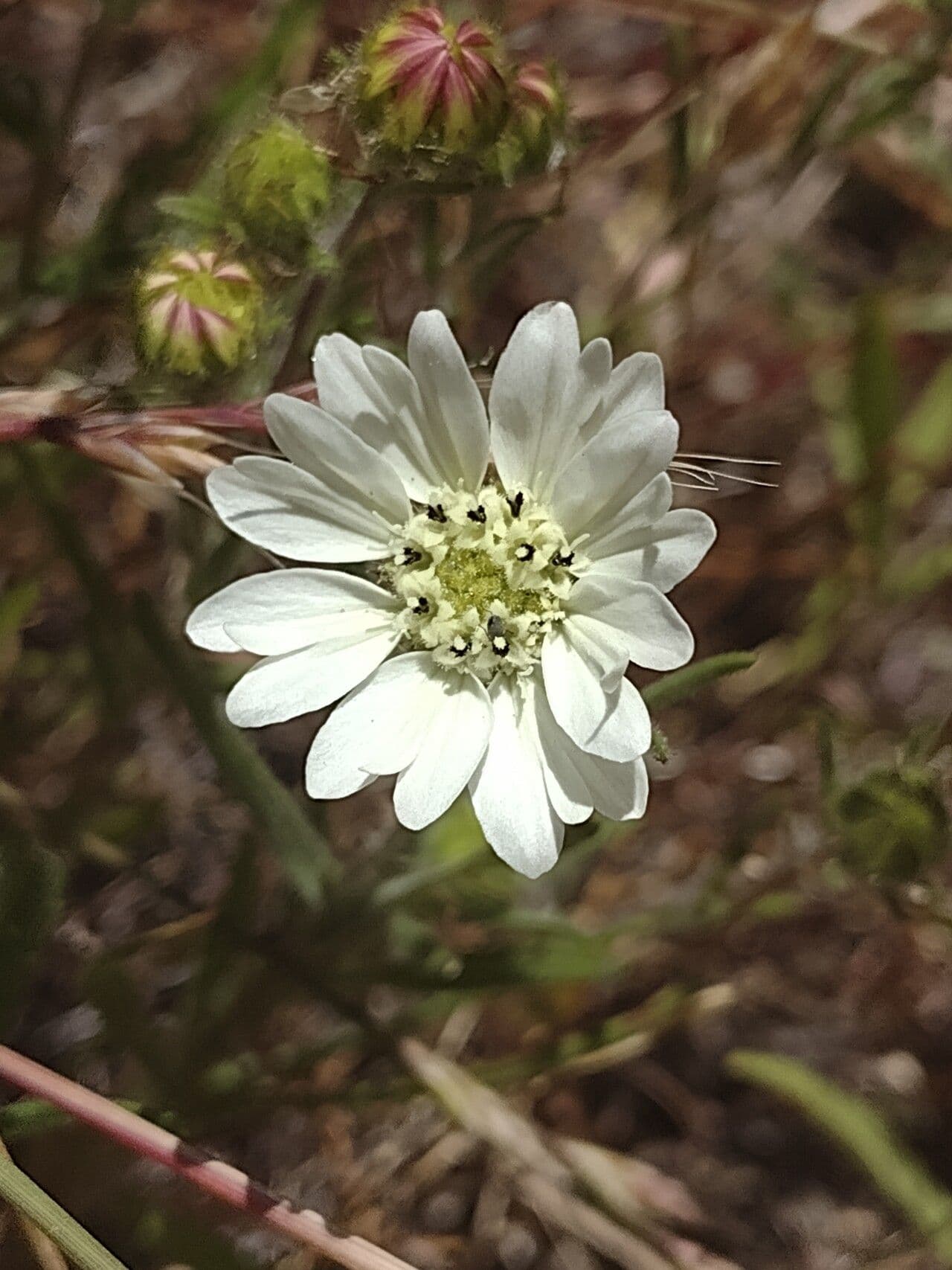 Hemizonia zoskupená 8