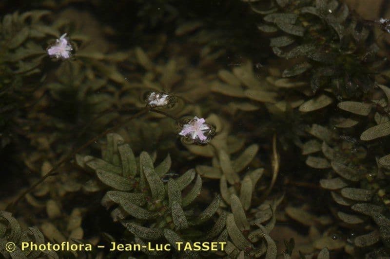 Elodea del Capo 3