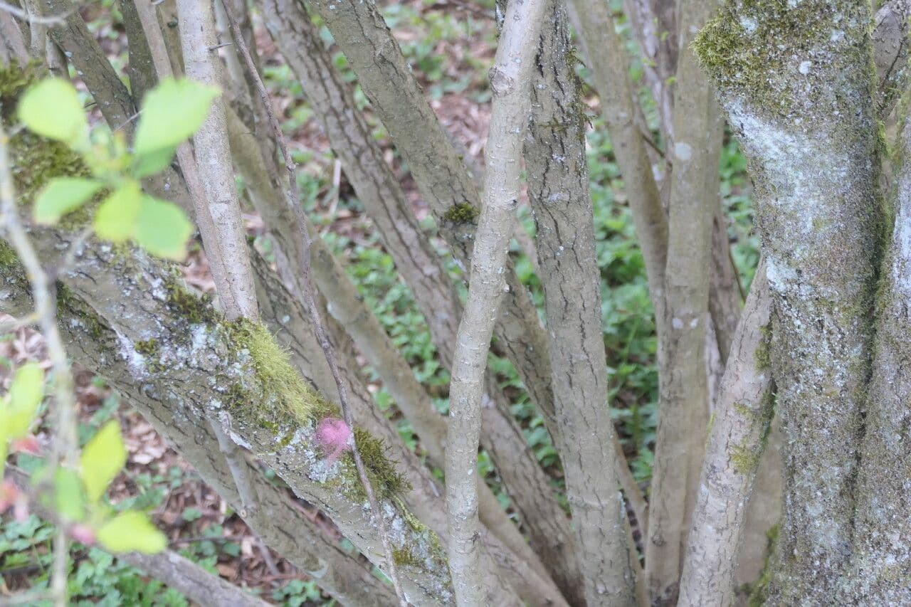 Aubépine de Colombie 5