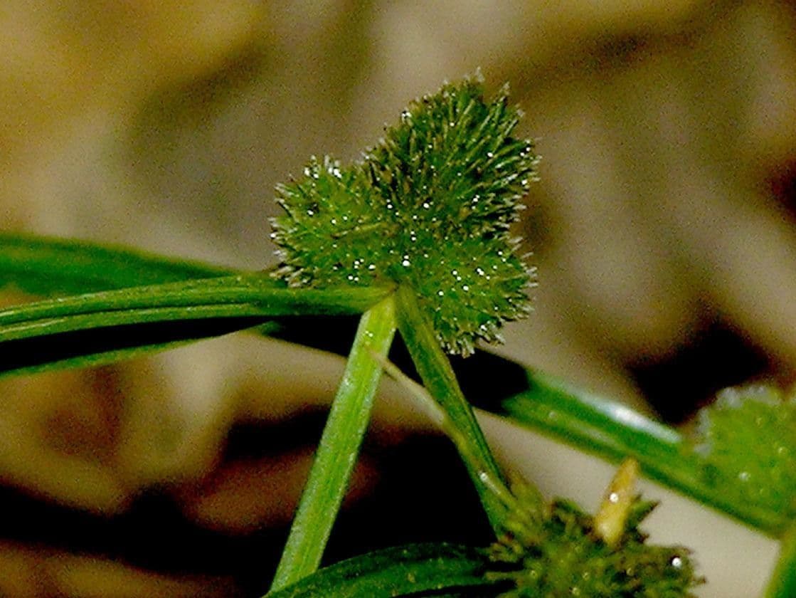 Low spikesedge 2