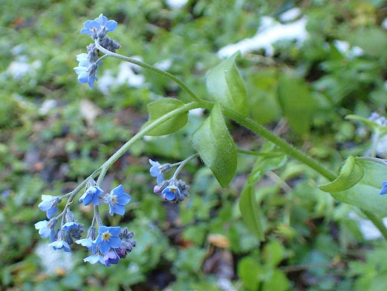 Miosotide delle selve