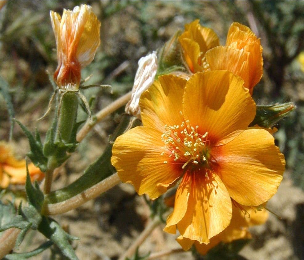 Mentzelia pectinée 2