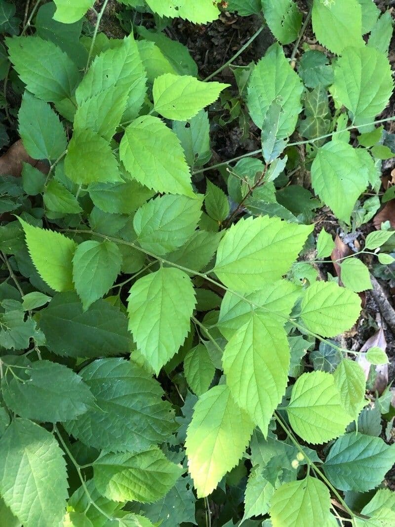 Pteroceltis 14