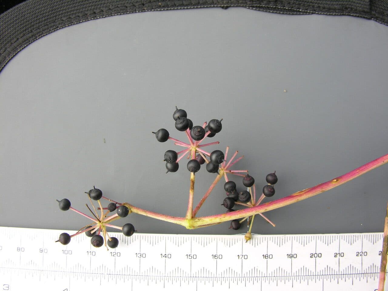 Aralia 9