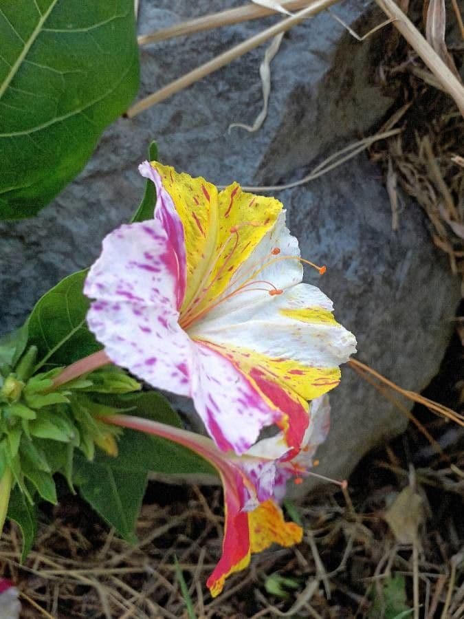 Wunderblume 9